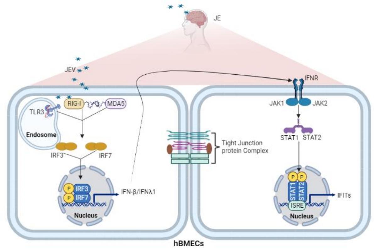 III型干扰素及相关因子在JEV感染和血脑屏障调控中的作用(1) III型干扰素及相关因子在JEV感染和血脑屏障调控中的作用(1)