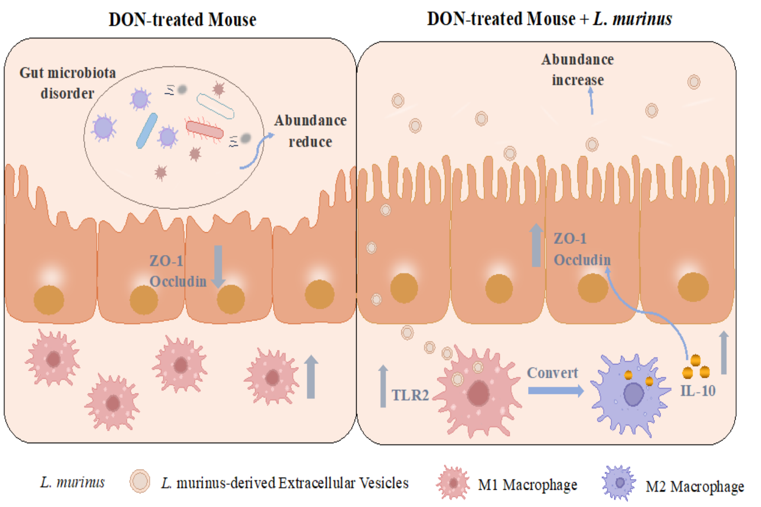 图3 鼠乳杆菌EVs缓解呕吐毒素引起的肠道屏障损伤 图3 鼠乳杆菌EVs缓解呕吐毒素引起的肠道屏障损伤