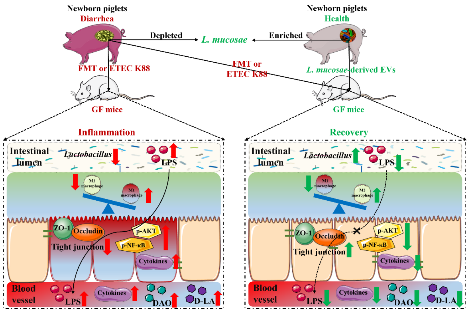 图1 黏膜乳杆菌EVs调节巨噬细胞表型维持肠道稳态 图1 黏膜乳杆菌EVs调节巨噬细胞表型维持肠道稳态