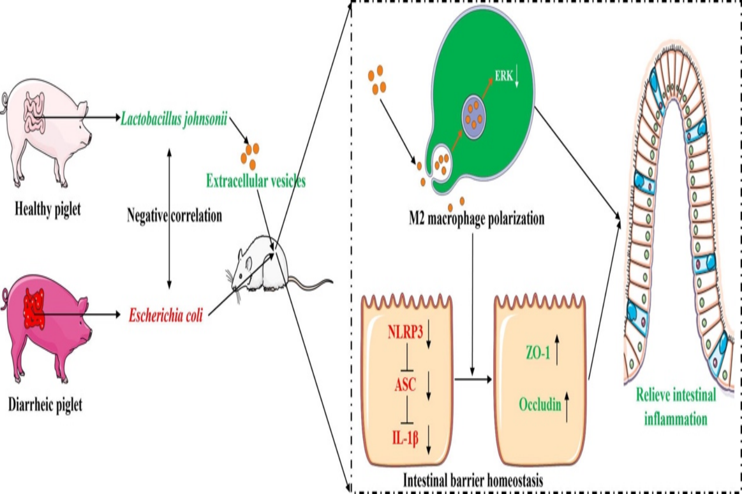 图2 约氏乳杆菌EVs促进M2巨噬细胞极化增强肠道屏障功能 图2 约氏乳杆菌EVs促进M2巨噬细胞极化增强肠道屏障功能