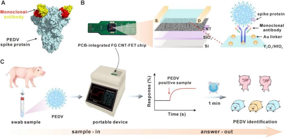 检测PEDV病毒粒子的免疫传感器FG CNT-FET流程示意图 检测PEDV病毒粒子的免疫传感器FG CNT-FET流程示意图